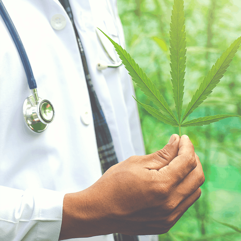 medical marijuana certification